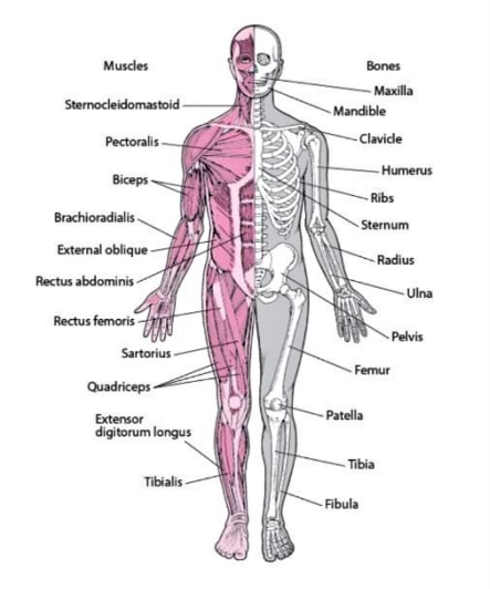 Muscuskeletal system.